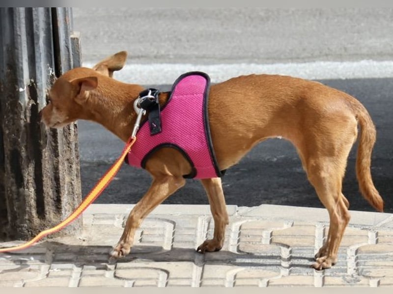 Flor - verschmust, aufmerksam und freundlich
