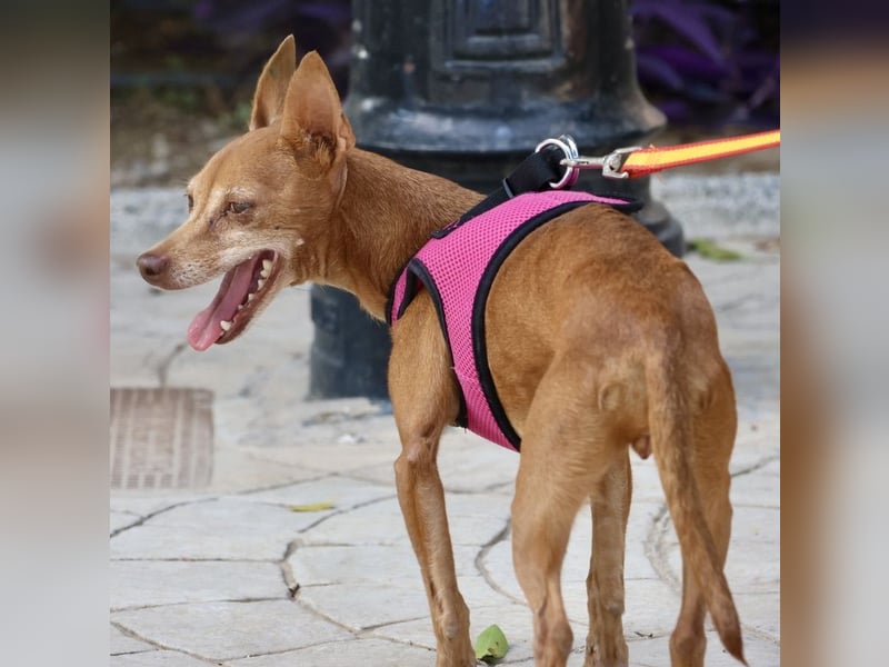 Flor - verschmust, aufmerksam und freundlich