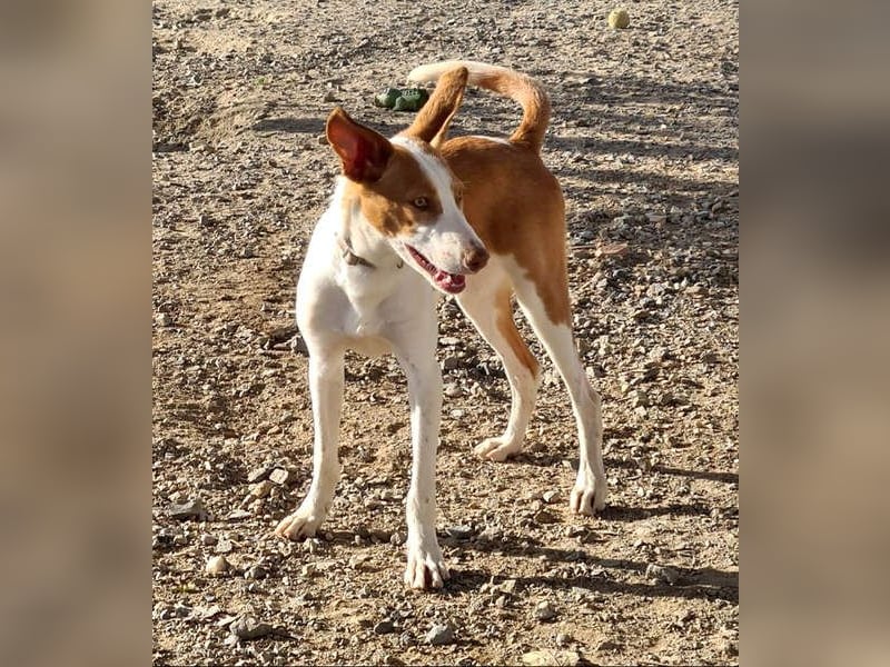Zuckersüßer DILAN-sanfte Seele auf der Suche nach ihrer liebevollen Für-immer-Familie