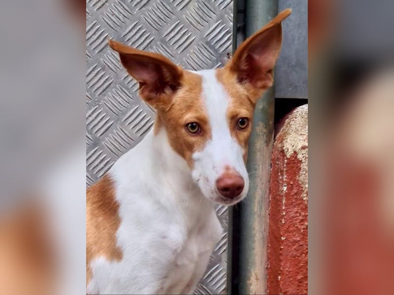 Zuckersüßer DILAN-sanfte Seele auf der Suche nach ihrer liebevollen Für-immer-Familie