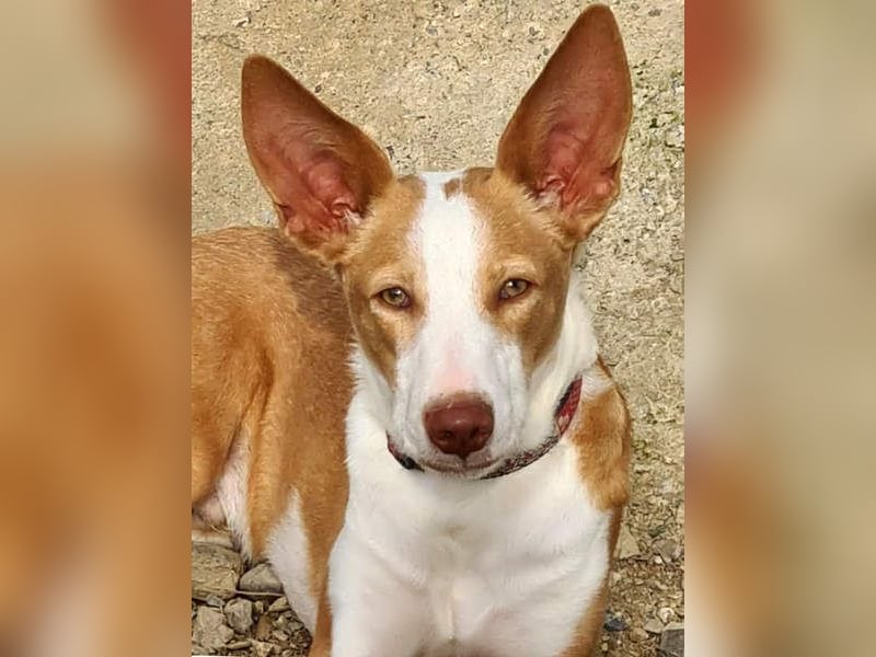 Zuckersüßer DILAN-sanfte Seele auf der Suche nach ihrer liebevollen Für-immer-Familie