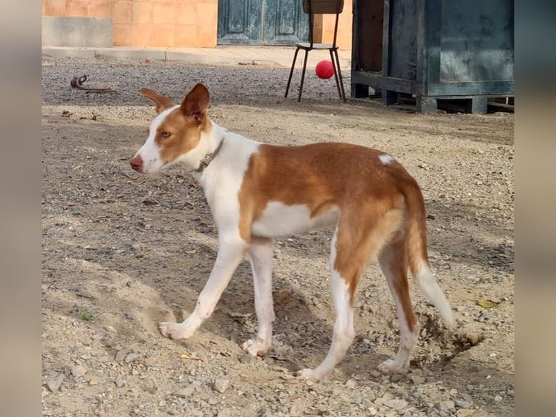 Zuckersüßer DILAN-sanfte Seele auf der Suche nach ihrer liebevollen Für-immer-Familie