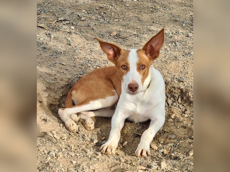 Zuckersüßer DILAN-sanfte Seele auf der Suche nach ihrer liebevollen Für-immer-Familie