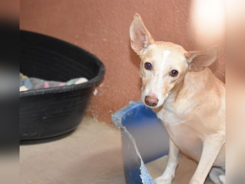 PHENIX -