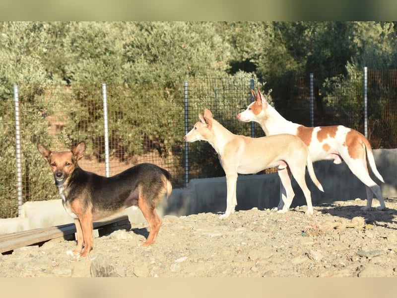 PHENIX -
