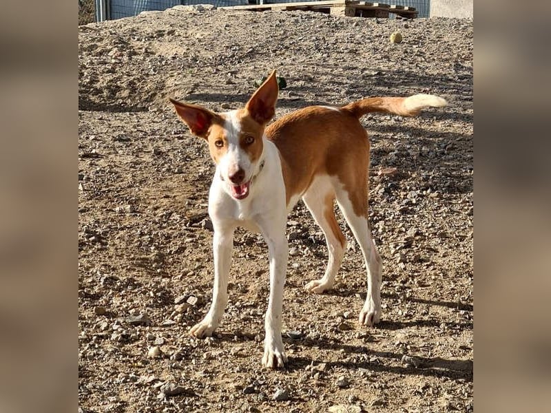 Zuckersüßer DILAN-sanfte Seele auf der Suche nach ihrer liebevollen Für-immer-Familie