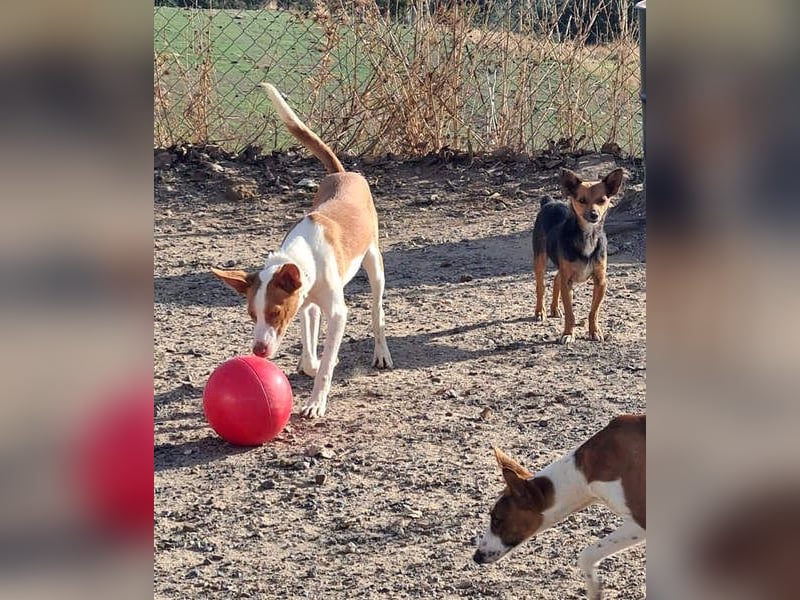 Zuckersüßer DILAN-sanfte Seele auf der Suche nach ihrer liebevollen Für-immer-Familie
