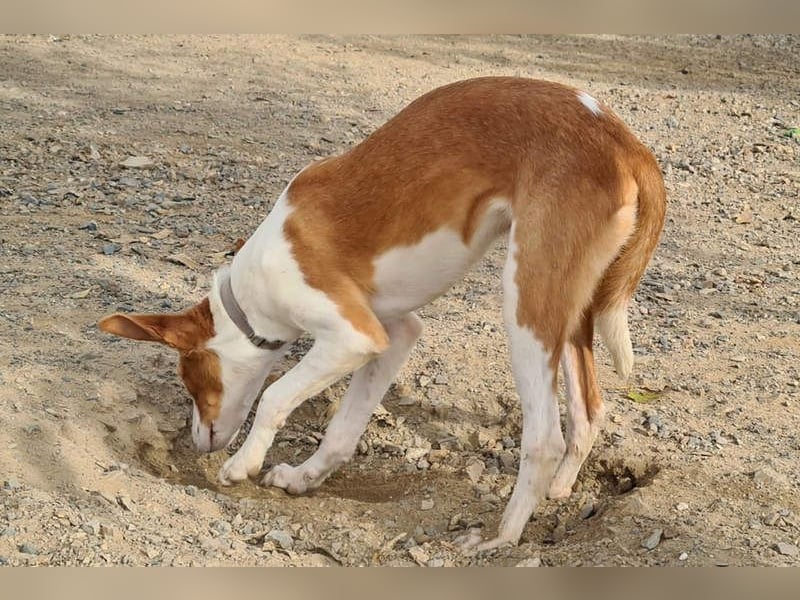 Zuckersüßer DILAN-sanfte Seele auf der Suche nach ihrer liebevollen Für-immer-Familie
