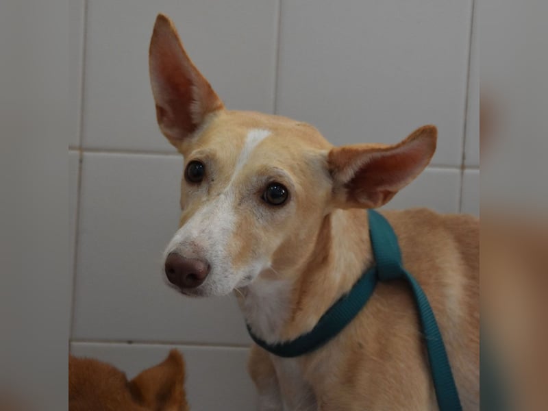 PHENIX -