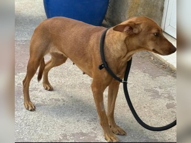 ❤️ESTRELLA❤️