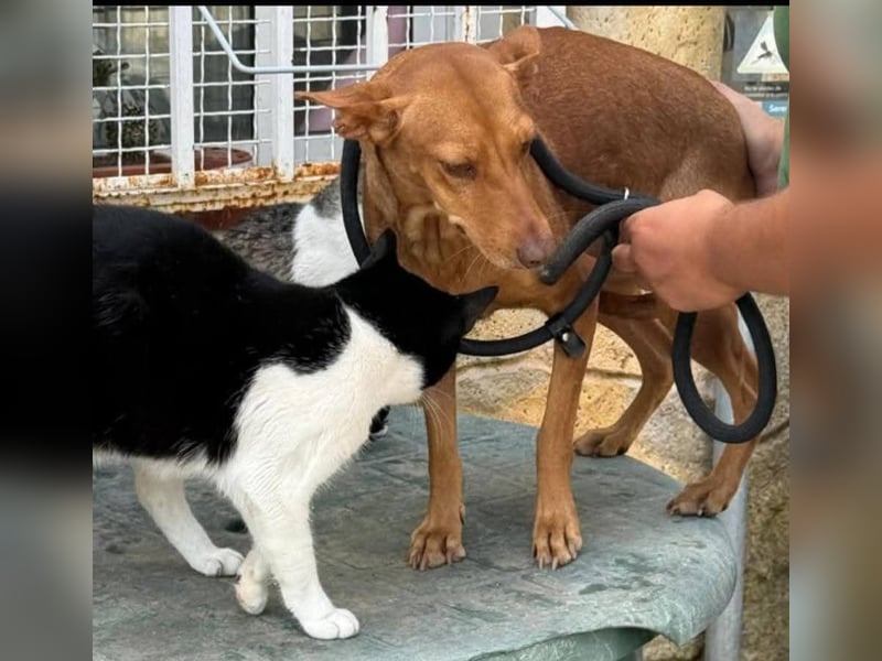 ❤️ESTRELLA❤️