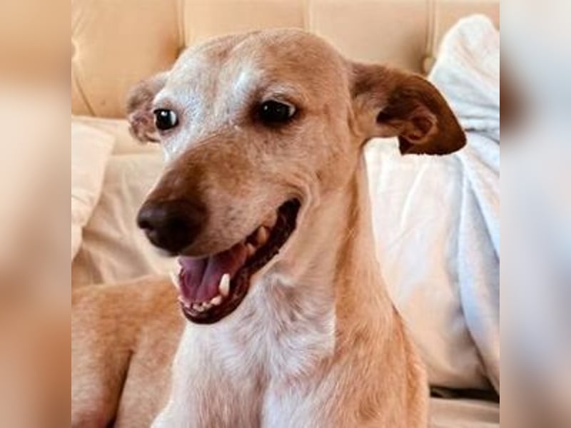 Lucia (Spanien) – zartes Herz sucht einfühlsames Zuhause