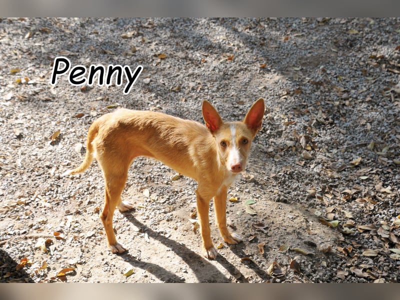 Darf Penny gemeinsam mit Ihnen die kalten Wintertage auf der Couch verbringen?