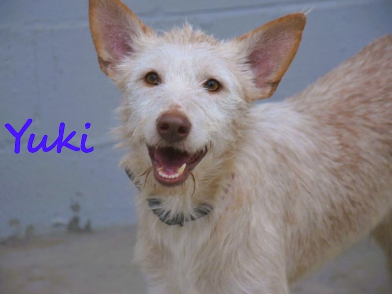 Yuki geb. 06/2022 (ESP) - zarter Podenco Portugues sucht das Glück!