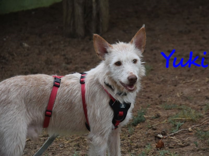 Yuki geb. 06/2022 (ESP) - zarter Podenco Portugues sucht das Glück!