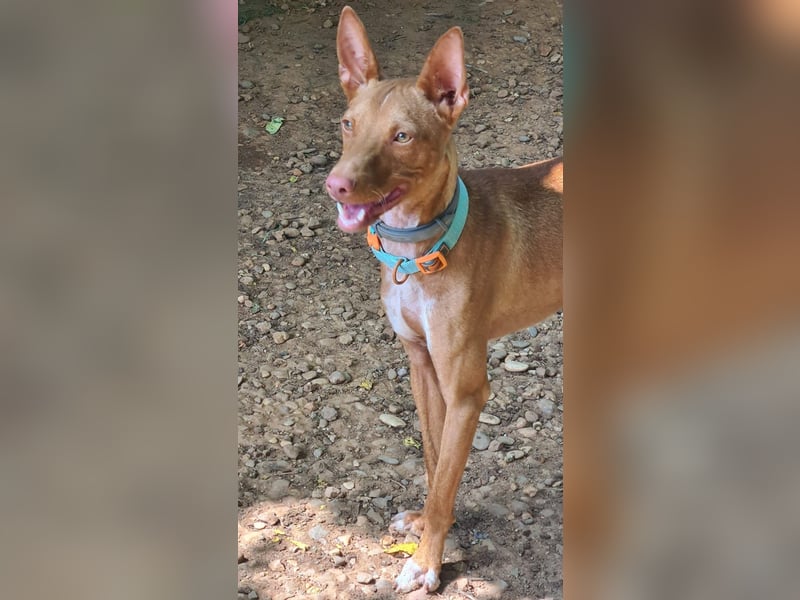 Mango geb. 07/2024 (ESP) - neugieriger und fröhlicher, tapferer Podenco!