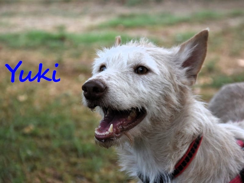 Yuki geb. 06/2022 (ESP) - zarter Podenco Portugues sucht das Glück!