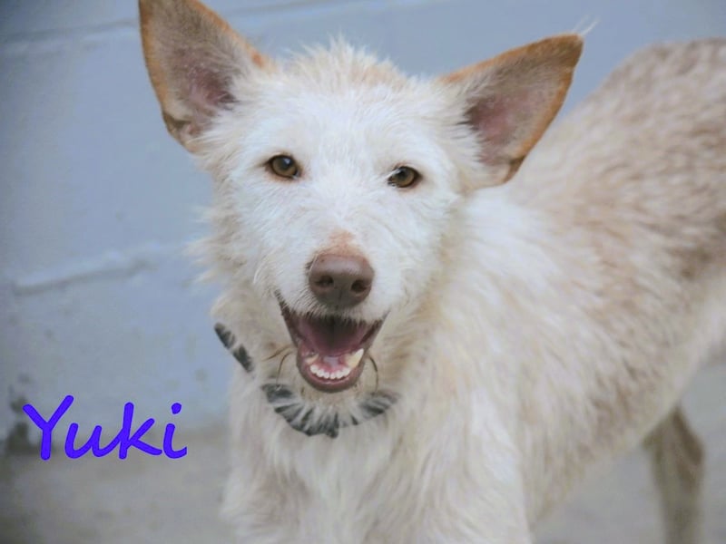 Yuki geb. 06/2022 (ESP) - zarter Podenco Portugues sucht das Glück!