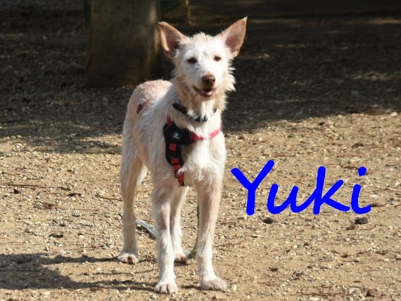 Yuki geb. 06/2022 (ESP) - zarter Podenco Portugues sucht das Glück!