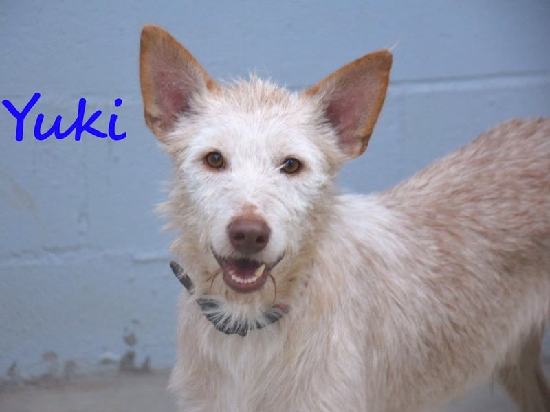 Yuki geb. 06/2022 (ESP) - zarter Podenco Portugues sucht das Glück!