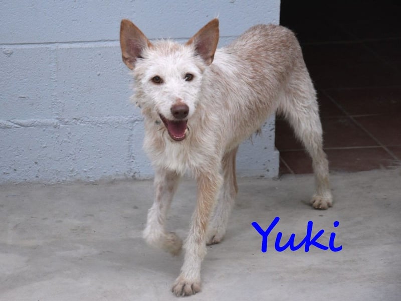 Yuki geb. 06/2022 (ESP) - zarter Podenco Portugues sucht das Glück!