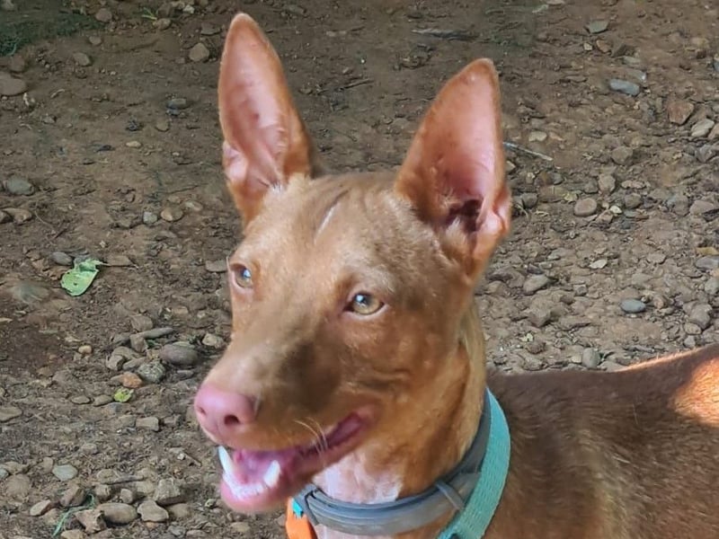 Mango geb. 07/2024 (ESP) - neugieriger und fröhlicher, tapferer Podenco!