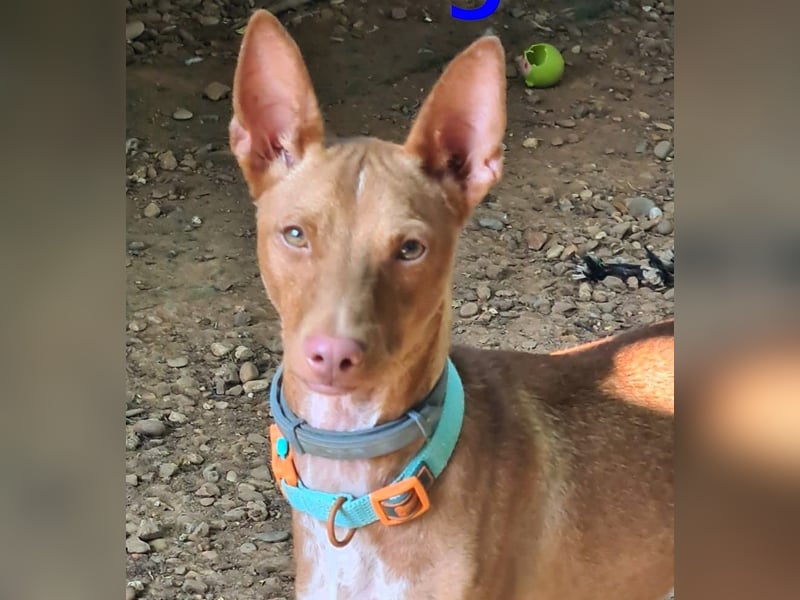 Mango geb. 07/2024 (ESP) - neugieriger und fröhlicher, tapferer Podenco!