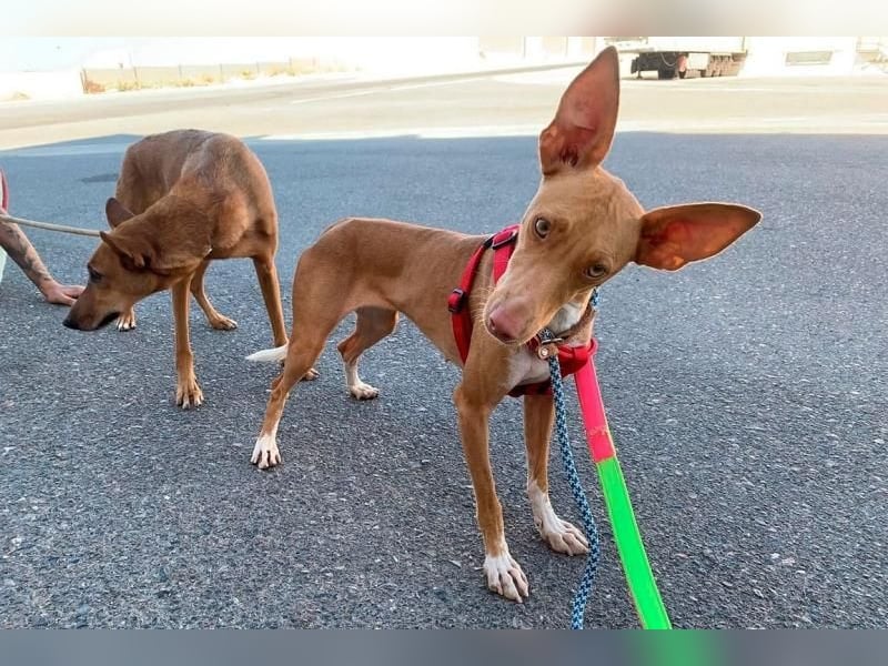 QUINOA das zarte Mädchen