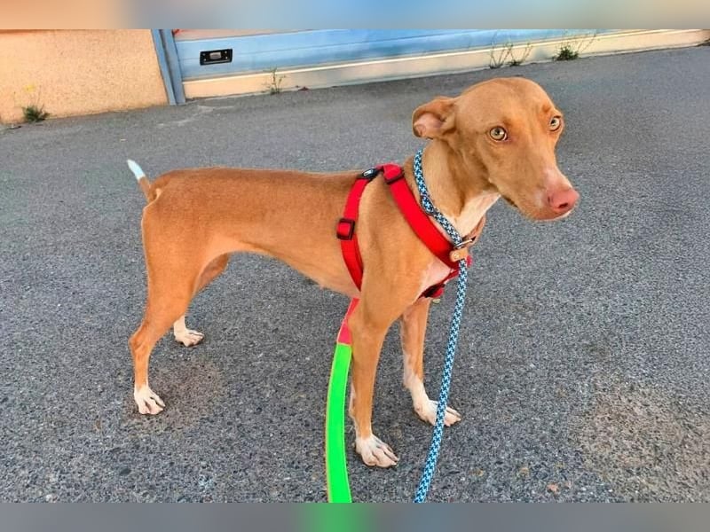 QUINOA das zarte Mädchen