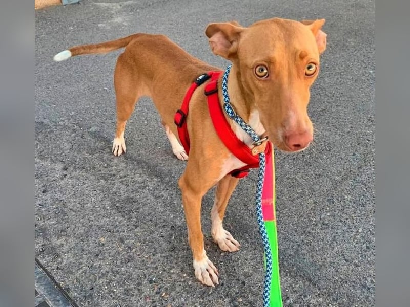 QUINOA das zarte Mädchen