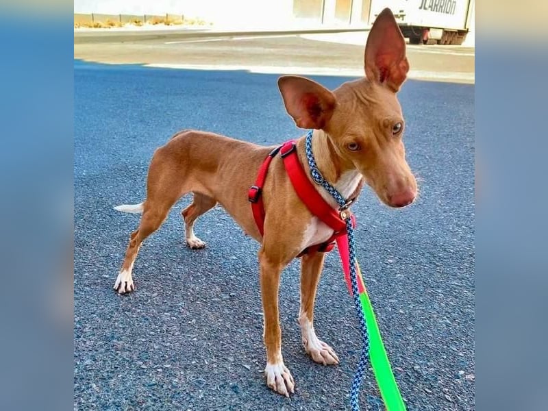 QUINOA das zarte Mädchen