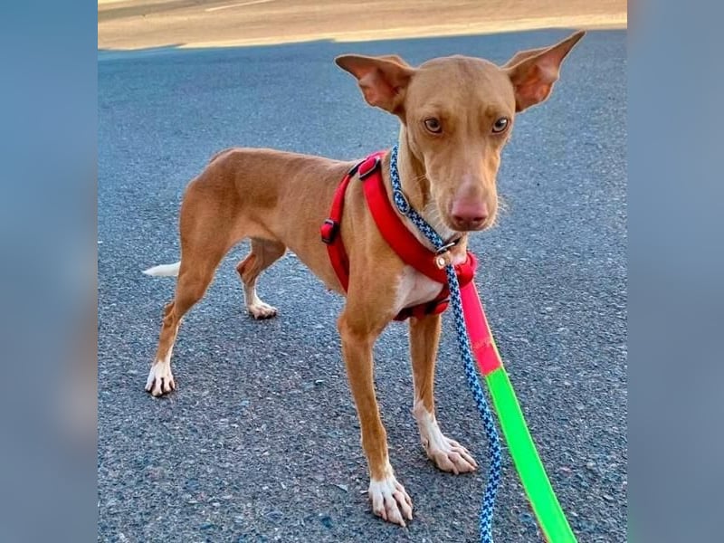 QUINOA das zarte Mädchen