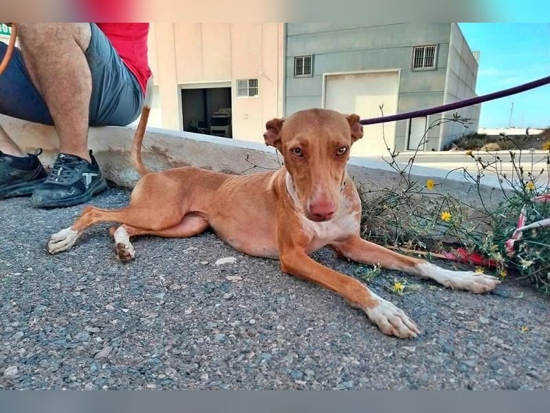 QUINOA das zarte Mädchen