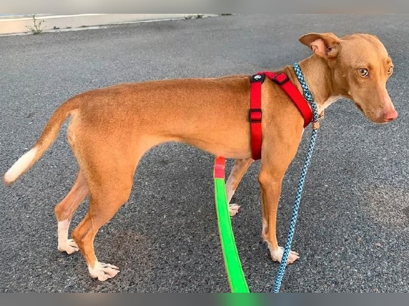 QUINOA das zarte Mädchen