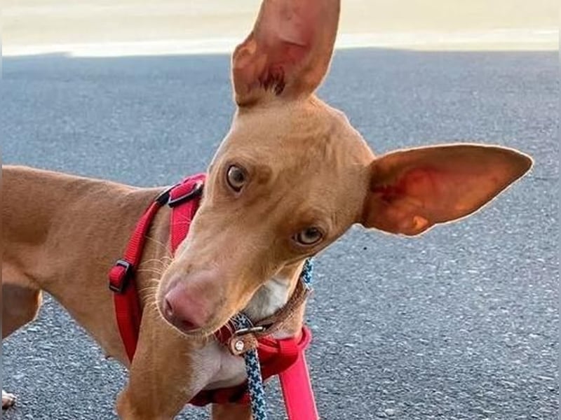 QUINOA das zarte Mädchen