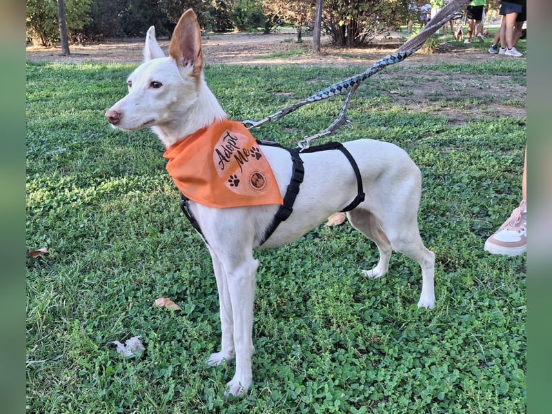 JUANI, w., kastr., Podenco-Mix, 44 cm, geb. 06/2022 (Düsseldorf) JUANI, w., kastr., Podenco-Mix, 44 cm, geb. 06/2022 (Düsseldorf)