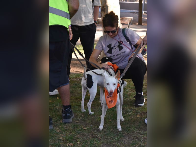 JUANI, w., kastr., Podenco-Mix, 44 cm, geb. 06/2022 (Düsseldorf) JUANI, w., kastr., Podenco-Mix, 44 cm, geb. 06/2022 (Düsseldorf)