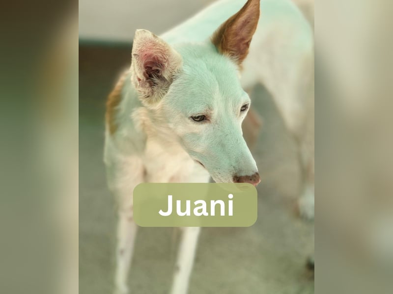 JUANI, w., kastr., Podenco-Mix, 44 cm, geb. 06/2022 (Düsseldorf) JUANI, w., kastr., Podenco-Mix, 44 cm, geb. 06/2022 (Düsseldorf)