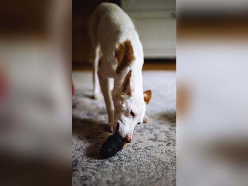 JUANI, w., kastr., Podenco-Mix, 44 cm, geb. 06/2022 (Düsseldorf) JUANI, w., kastr., Podenco-Mix, 44 cm, geb. 06/2022 (Düsseldorf)