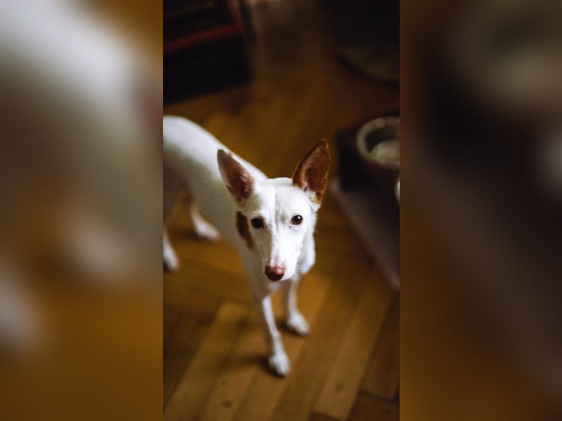 JUANI, w., kastr., Podenco-Mix, 44 cm, geb. 06/2022 (Düsseldorf) JUANI, w., kastr., Podenco-Mix, 44 cm, geb. 06/2022 (Düsseldorf)