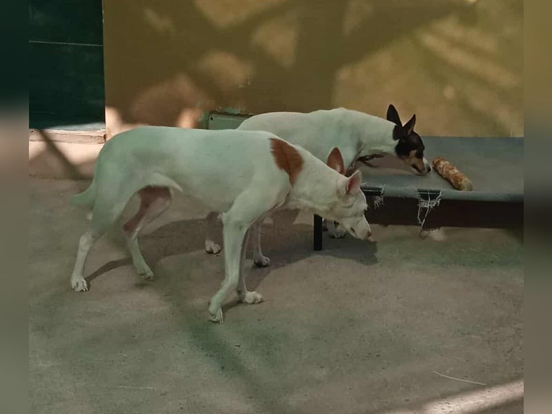 JUANI, w., kastr., Podenco-Mix, 44 cm, geb. 06/2022 (Düsseldorf) JUANI, w., kastr., Podenco-Mix, 44 cm, geb. 06/2022 (Düsseldorf)