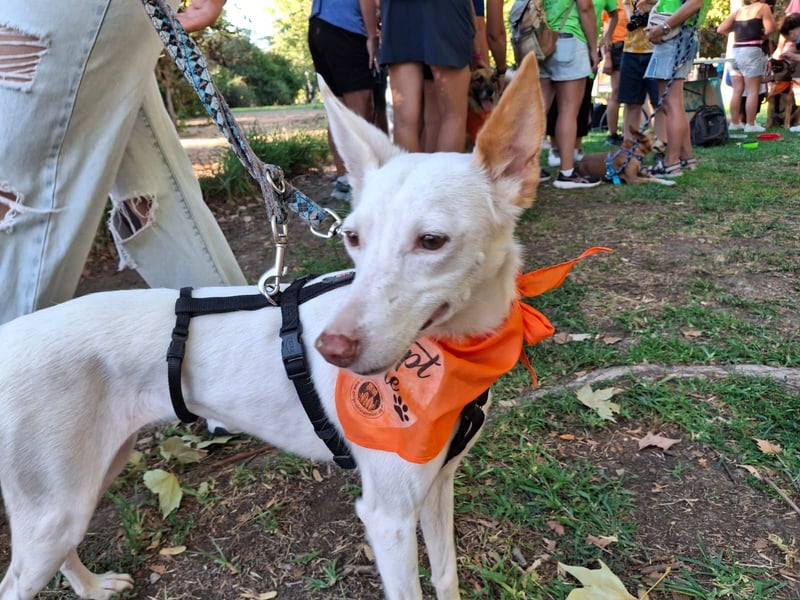 JUANI, w., kastr., Podenco-Mix, 44 cm, geb. 06/2022 (Düsseldorf) JUANI, w., kastr., Podenco-Mix, 44 cm, geb. 06/2022 (Düsseldorf)