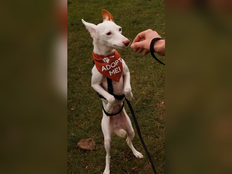 JUANI, w., kastr., Podenco-Mix, 44 cm, geb. 06/2022 (Düsseldorf) JUANI, w., kastr., Podenco-Mix, 44 cm, geb. 06/2022 (Düsseldorf)