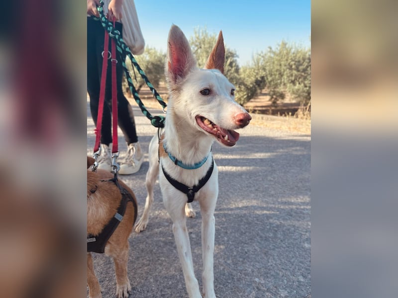 JUANI, w., kastr., Podenco-Mix, 44 cm, geb. 06/2022 (Düsseldorf) JUANI, w., kastr., Podenco-Mix, 44 cm, geb. 06/2022 (Düsseldorf)