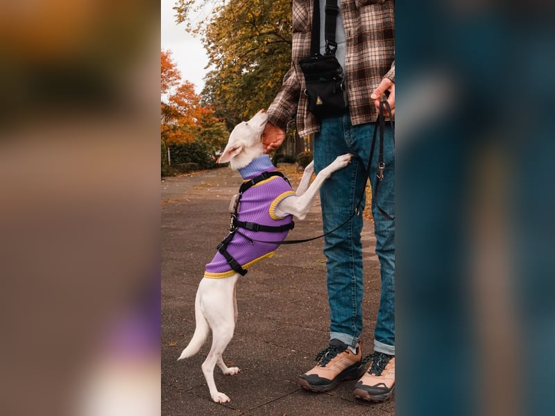 JUANI, w., kastr., Podenco-Mix, 44 cm, geb. 06/2022 (Düsseldorf) JUANI, w., kastr., Podenco-Mix, 44 cm, geb. 06/2022 (Düsseldorf)