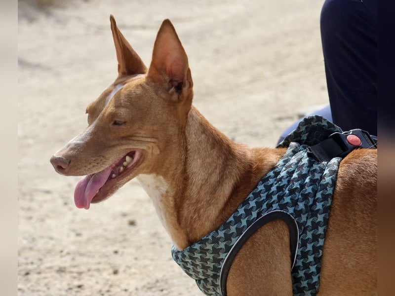 Willie - lässt sich gerne anfassen, freundlich und leinenführig