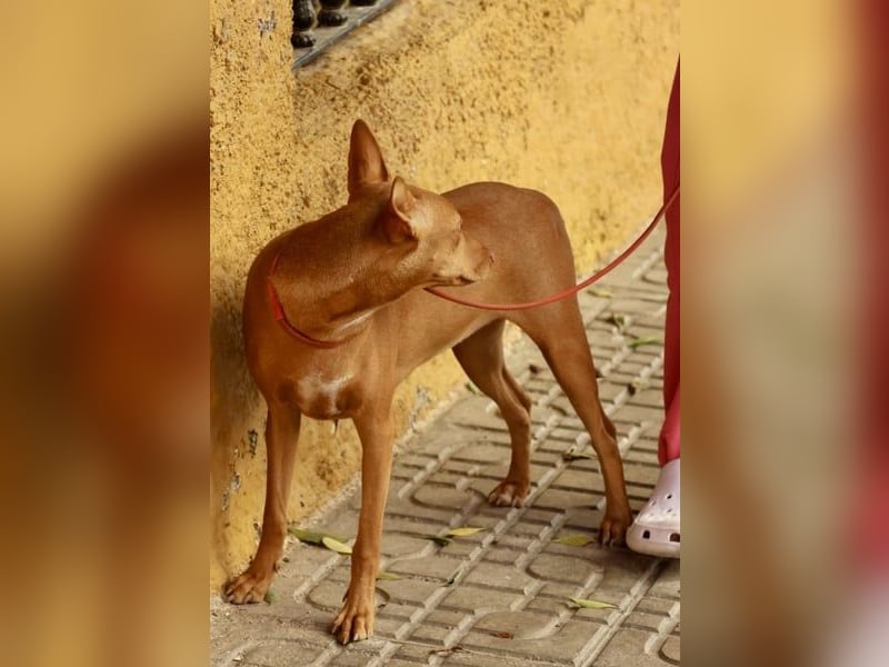 Florinda, freundlich, verspielt, neugierig, bereits in Deutschland