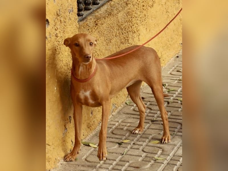 Florinda, freundlich, verspielt, neugierig, bereits in Deutschland