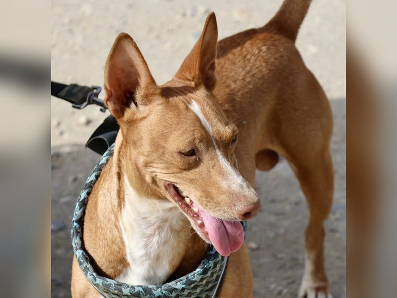 Willie - lässt sich gerne anfassen, freundlich und leinenführig