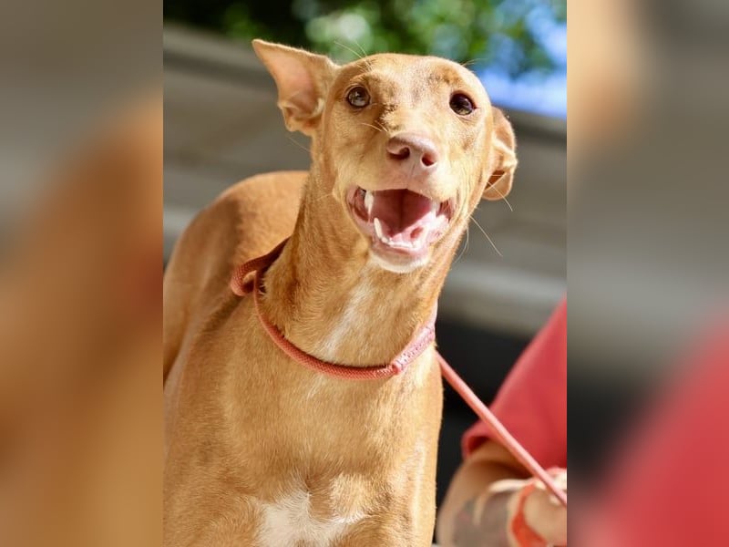 Florinda, freundlich, verspielt, neugierig, bereits in Deutschland